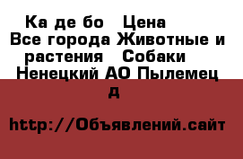 Ка де бо › Цена ­ 25 - Все города Животные и растения » Собаки   . Ненецкий АО,Пылемец д.